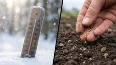 Mitä kylvää taimiksi helmikuussa: asiantuntijan vinkit täyteen puutarhaan toukokuuhun mennessä