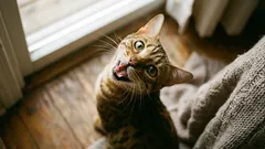 Miksi kissasi vaeltelee ympäri kotia ja maukuu jatkuvasti – mitä se yrittää kertoa sinulle