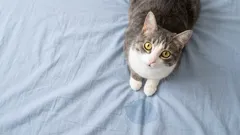 Kissasabotointi: Miksi kissasi pissaa sänkyyn ja miten sen saa loppumaan