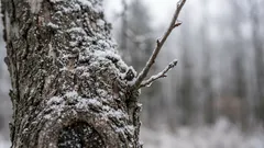 Juurten suojaaminen talvella: miksi jotkut puut selviävät talvesta helpommin, kun taas toiset kärsivät