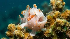 Kalat eivät ole hiljaisia: tutkijat selvittivät kahdeksan lajin äänet