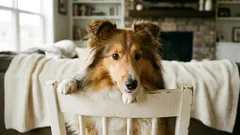 Tutkimuksen mukaan koirat voivat harhauttaa tahallaan – mutta asiassa on tärkeitä vivahteita